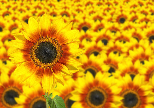 Fresh Sunflower - Sun Flower Background