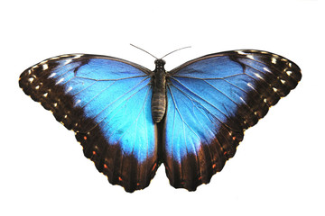 Beautiful Blue butterfly, morpho peleides. © Jag_cz