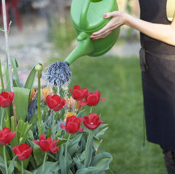 Frau giesst im Garten