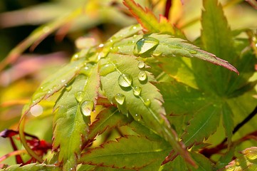 Benetztes Ahornblatt