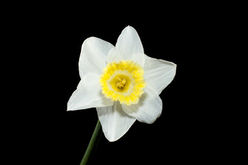 Naklejka na ściany i meble Daffodil