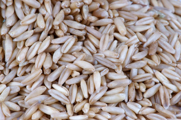 Oat grain background