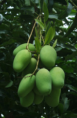 Green mangoes