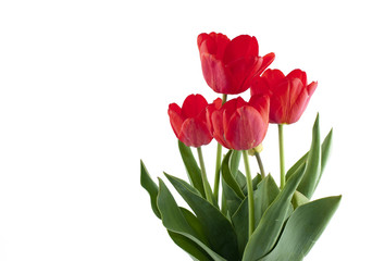 tulip