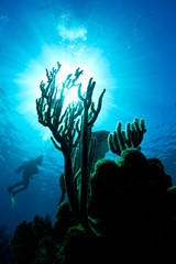 Fototapeta na wymiar Nurek podziwiając koral na rafie w Hondurasie
