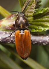 Orange click beetle sitting on fir