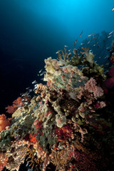 Plakat coral reef and fish in the Red Sea.