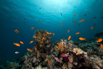 Fototapeta na wymiar rafa koralowa i ryby w Morzu Czerwonym.