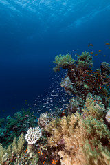 coral reef and fish in the Red Sea.