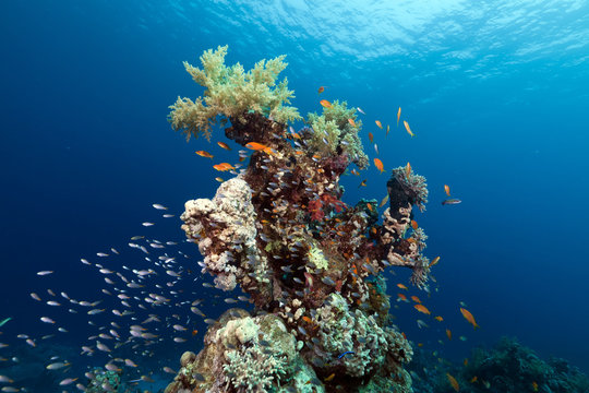 coral reef and fish in the Red Sea.