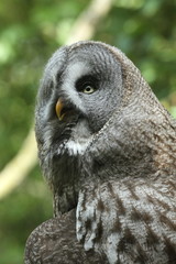 Great gray owl