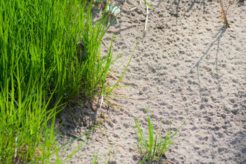 Gras und Sand