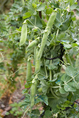 Planta Guisantes, Axarquia. Malaga.