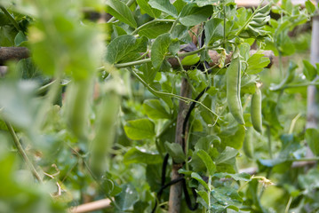 Planta Guisantes, Axarquia. Malaga.