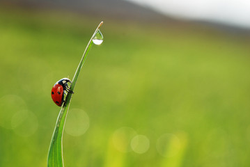 Ladybug