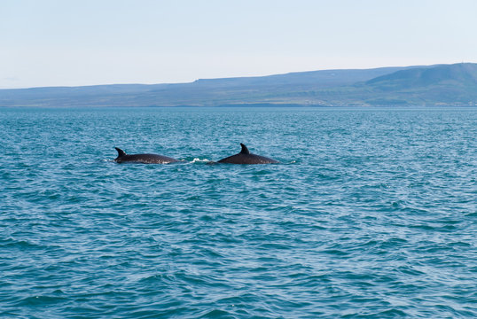 Avvistamento di due balene nel mare di Usavik in Islanda