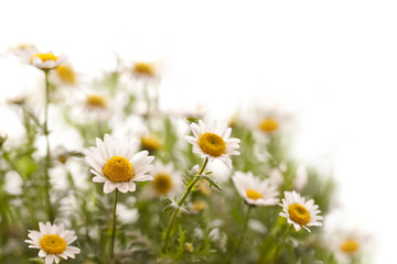 Pâquerettes, fond blanc