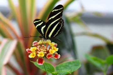 Fototapeta premium Butterfly close-up