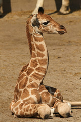 Baby giraffe sitting on the ground