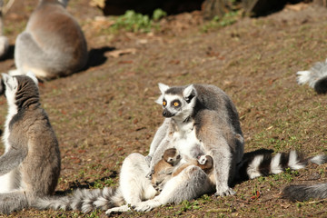 Ring-tailed lemur with baby