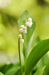 Maiglöckchen. Zarte Natur