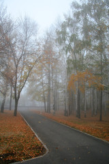 Fog in a park