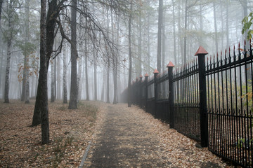 Fog in a park