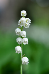 Spring flowers