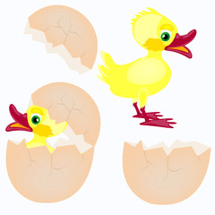 Egg and newborn chicken