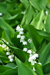 Frühlingsboten. Flowers