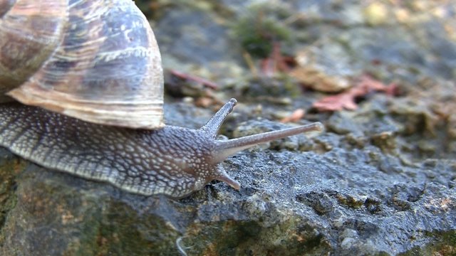 escargot