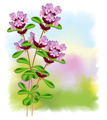 Flowers thyme. Vector illustration.