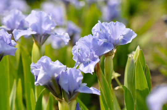 Erste Iris-Blumen dieses Jahres