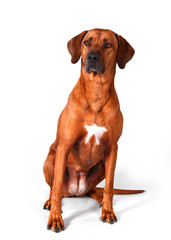 Rhodesian Ridgeback