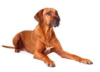 Rhodesian Ridgeback