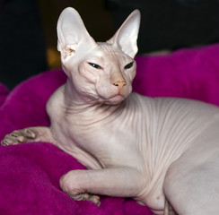 Cat of breed  sphinx