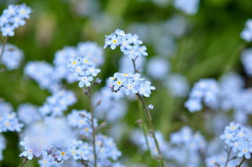 Forget me not . Flowers