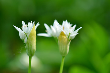 Obraz premium Ramsons