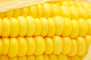 Corn close-up.