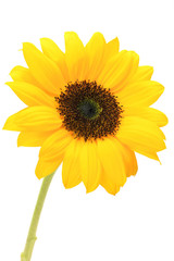 Fototapeta premium sunflower