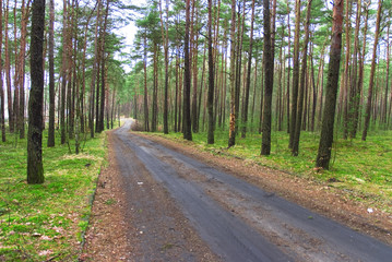 Road through wood