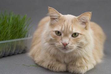 The Norwegian cat end  fresh grass