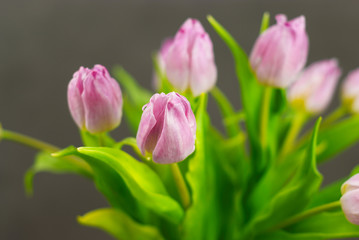 Bouquet of lilac tulips against a dark background