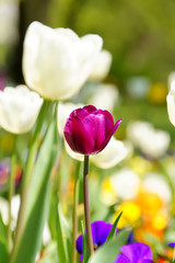 frühling in regensburg #7