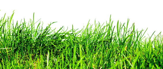 Isolated green grass