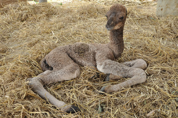 bébé chameau arabe