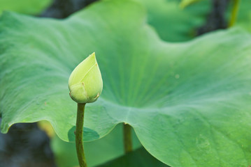 Lotus
