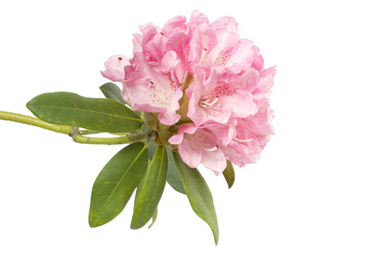 Rododendro