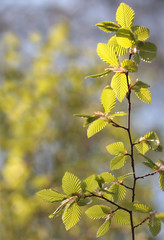 spring beech tree leaves