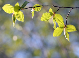 spring beech tree leaves
